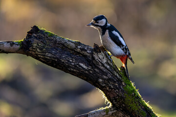 A great-spotted woodpecker in a little forest at the Mönchbruch pond looking for food on a branch of a tree at a sunny day in winter. Beautiful blurred bokeh caused by the sun shining through trees.