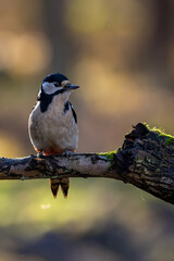 A great-spotted woodpecker in a little forest at the Mönchbruch pond looking for food on a branch of a tree at a sunny day in winter. Beautiful blurred bokeh caused by the sun shining through trees.