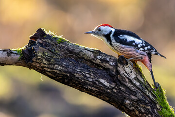 A middle-spotted woodpecker in a little forest at the Mönchbruch pond looking for food on a branch of a tree at a sunny day in winter. Beautiful blurred bokeh caused by the sun shining through trees.