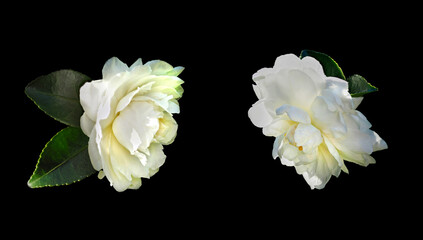 Two Focus Stacked White Camellias Isolated on Black