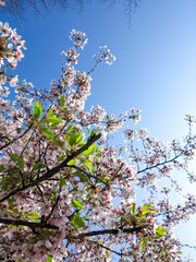 Bright pink cherry blossoms in full bloom against a bright blue sky.  Copy space.