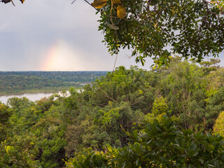 Plant, South America © Mirek