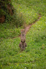 Male cheetah watching and looking for a prey to feed on