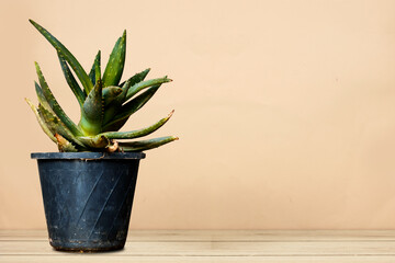 Aloe Vera Plant pot on wooden board empty table  - can be used for display or montage your products