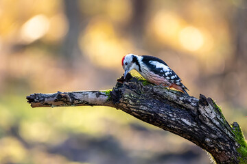 A middle-spotted woodpecker in a little forest at the Mönchbruch pond looking for food on a branch of a tree at a sunny day in winter. Beautiful blurred bokeh caused by the sun shining through trees.