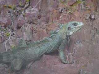 Green iguana (Iguana iguana) Iguanidae family. Amazon rainforest.