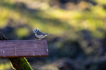 Naklejka premium A crested tit song bird in a little forest next to the Mönchbruch pond looking for food.