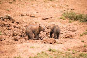 Two cubs brothers looking for food in the mountains