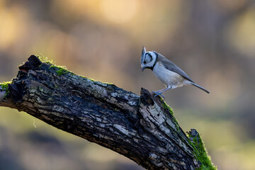 A crested tit song bird in a little forest next to the Mönchbruch pond looking for food.