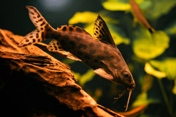 Vielpunkt-Fiederbartwels (Synodontis multipunctuatus)