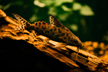 Vielpunkt-Fiederbartwels (Synodontis multipunctuatus)