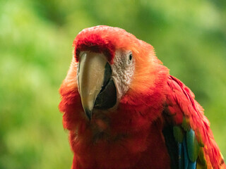Scarlet Macaws, Amazonia