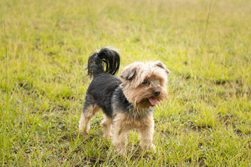 Yorkshire terrier filhote cachorro caramelo e preto correndo na grama