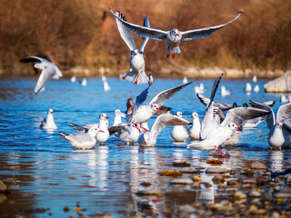 Many Sea Gull fly for food