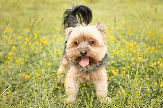 Yorkshire terrier filhote cachorro caramelo e preto correndo na grama