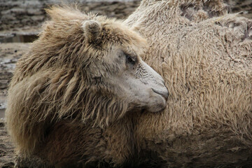 the dirty camel is resting, squinting and smiling satisfied