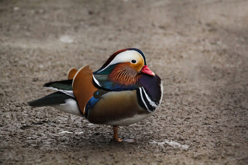 Mandarin duck, Aix galericulata. The most beautiful duck