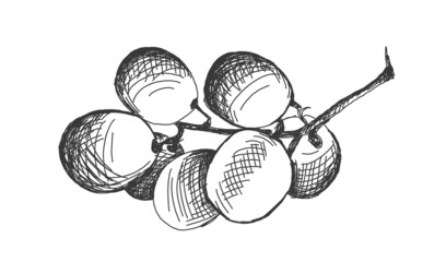 grape branch drawn by black line, isolated on white background. Sticker, image for menu, packaging, design element.