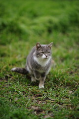 Naklejka na ściany i meble Pale grey tricolor kitty posing portrait in fresh green grass