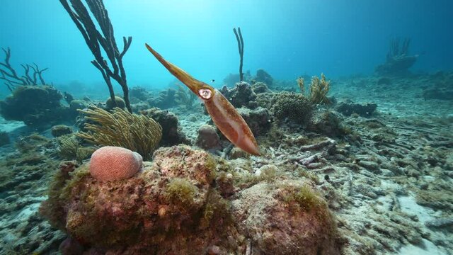 Seascape with Reef Squid, coral, and sponge in the coral reef of the Caribbean Sea, Curacao