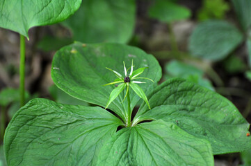 In spring, paris quadrifolia blooms in the forest