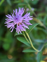 Cornflower Centaurea jacea blooms in a meadow among grasses