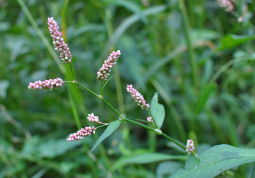 Persicaria maculosa grows in the wild