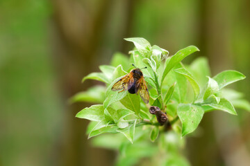 Sawfly (Pseudoclavellaria amerinae) (Cimbex sp.) sits on young willow leaves (lay eggs). Larvae eat...