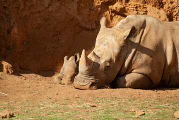 Fototapeta premium Mother and calf of white rhinos resting for a while after feeding