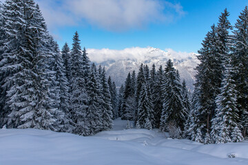 Fototapeta na wymiar Snow covered pine trees in alpine forest