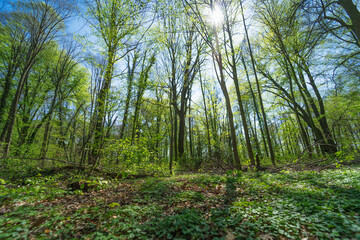 View of a forest with fresh green against blue sky in summer.
