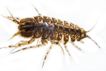 Aquatic sow bug, water louse (Asellus aquaticus), Isopoda. Detritophagous infauna, indicator of eutrophied reservoirs. Ultra macro, isolated on white background