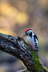 A middle-spotted woodpecker in a little forest at the Mönchbruch pond looking for food on a branch of a tree at a sunny day in winter. Beautiful blurred bokeh caused by the sun shining through trees.