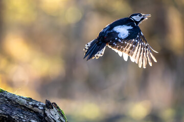 A great-spotted woodpecker in a little forest at the Mönchbruch pond starting from a branch of a tree at a sunny day in winter. Beautiful blurred bokeh caused by the sun shining through trees.