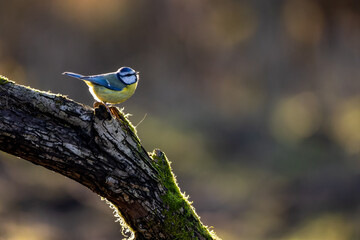 Blue tit at a feeding place at the Mönchbruch pond in a natural reserve in Hesse Germany. Looking for food in winter time.