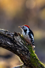 A middle-spotted woodpecker in a little forest at the Mönchbruch pond looking for food on a branch of a tree at a sunny day in winter. Beautiful blurred bokeh caused by the sun shining through trees.