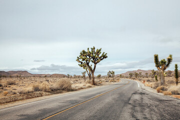 Road and cactus tree in Joshua Tree, California