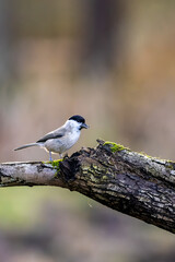 A marsh tit song bird in a little forest next to the Mönchbruch pond looking for food.