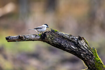 A marsh tit song bird in a little forest next to the Mönchbruch pond looking for food.