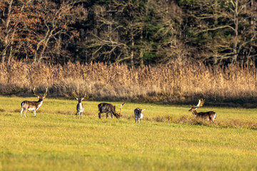 A group of fallow deers walking on a meadow next to a forest at the so called Mönchbruch natural reserve a sunny day in winter in Hesse, Germany. 