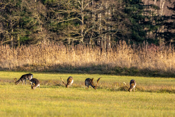 A group of fallow deers walking on a meadow next to a forest at the so called Mönchbruch natural reserve a sunny day in winter in Hesse, Germany. 