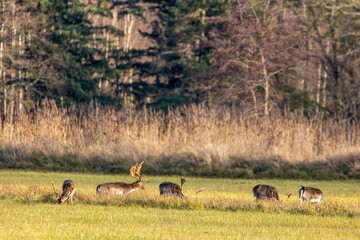 Obraz na płótnie Canvas A group of fallow deers walking on a meadow next to a forest at the so called Mönchbruch natural reserve a sunny day in winter in Hesse, Germany. 