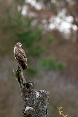A common buzzard sitting on a tree at a sunny day in winter.