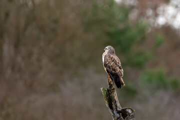 A common buzzard sitting on a tree at a sunny day in winter.