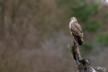 A common buzzard sitting on a tree at a sunny day in winter.