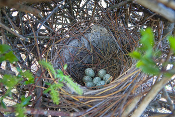 Magpie (Pica pica) nest is complex in structure. Massive elliptical structure of branches Hatching...