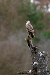 A common buzzard sitting on a tree at a sunny day in winter.