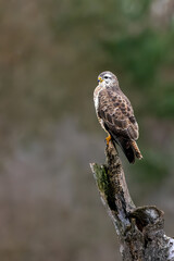 A common buzzard sitting on a tree at a sunny day in winter.