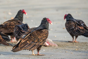 Turkey vultures on the beach  feeding on a meat of dead animal discarded by the sea, California coastline
