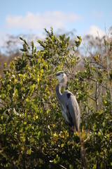 Great Blue Heron